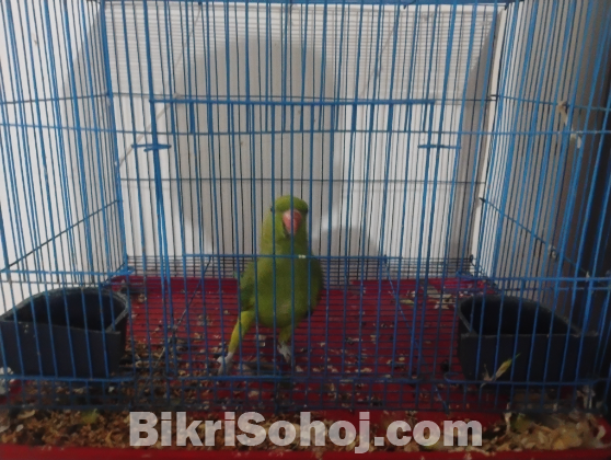Ringneck Parrot Female